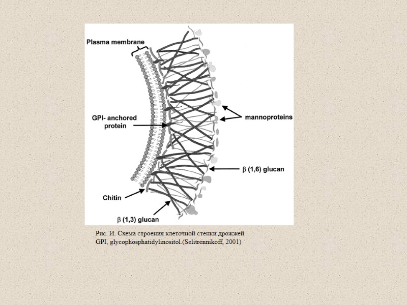 Рис. И. Схема строения клеточной стенки дрожжей GPI, glycophosphatidylinositol.(Selitrennikoff, 2001)